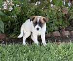 Small #1 Rat Terrier