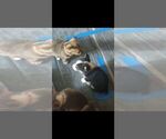 Small Photo #7 Pembroke Welsh Corgi Puppy For Sale in DOVER, DE, USA
