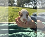 Puppy Puppy 7 Brittany