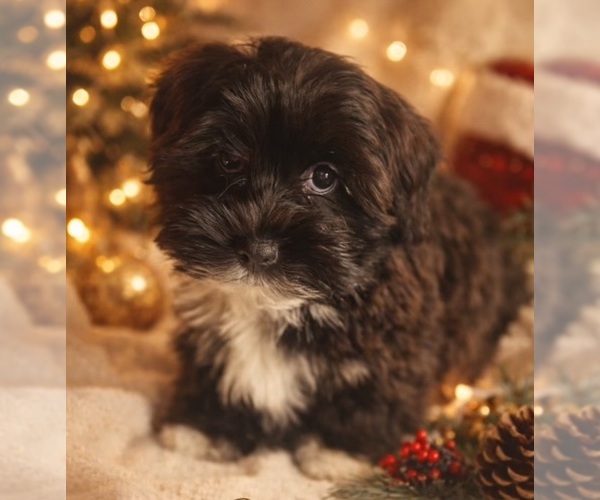 Medium Photo #1 Havanese Puppy For Sale in LIVONIA, MI, USA