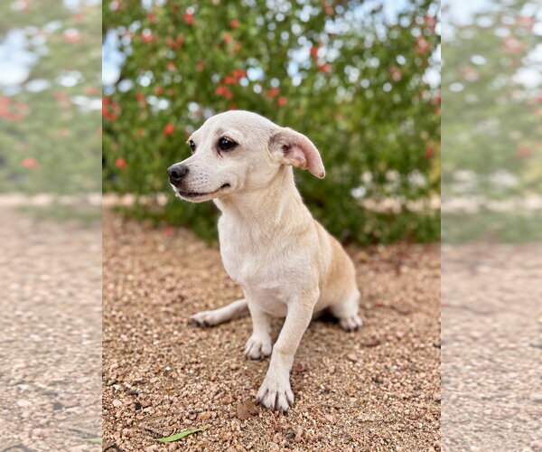 Medium Photo #2 Chiweenie Puppy For Sale in PIPE CREEK, TX, USA