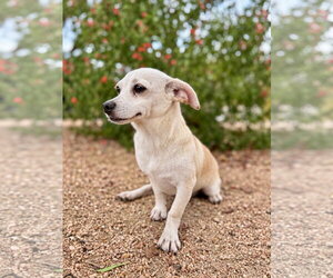 Matilda - Female Chiweenie Dog for Adoption - Photo #2