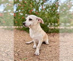 Small Photo #2 Chiweenie Puppy For Sale in PIPE CREEK, TX, USA