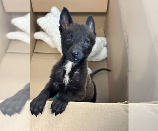 Medium Photo #1 Mutt Puppy For Sale in Imlay City, MI, USA