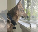 Small #2 German Shepherd Dog