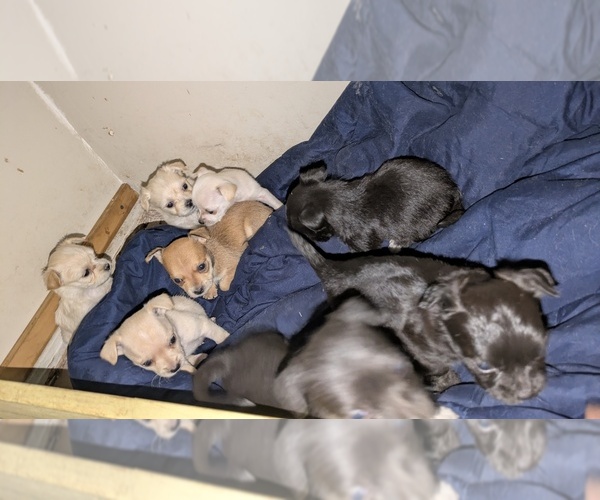 Medium Photo #1 Havanese-Mutt Mix Puppy For Sale in LUBBOCK, TX, USA