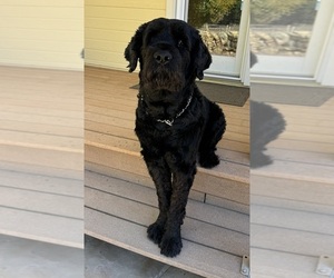 Black Russian Terrier Puppy for Sale in PRESCOTT VALLEY, Arizona USA