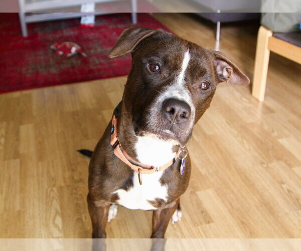Medium Photo #6 American Staffordshire Terrier Puppy For Sale in Sayreville, NJ, NJ, USA