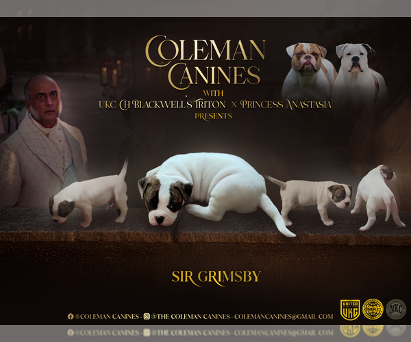 Medium Photo #1 American Bulldog Puppy For Sale in DURHAM, NC, USA