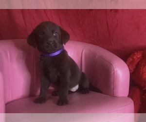Labrador Retriever Puppy for sale in SPRINGFIELD, MO, USA