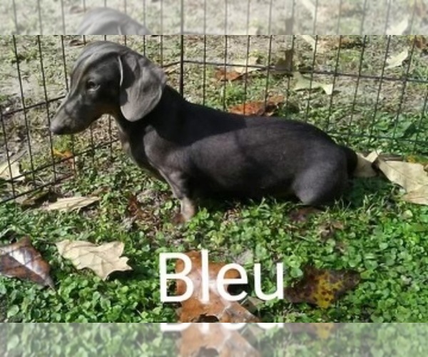 Medium Photo #1 Dachshund Puppy For Sale in CROSSVILLE, TN, USA