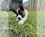 Small Photo #15 Akita Puppy For Sale in CANTONMENT, FL, USA