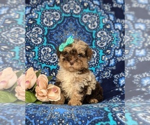 Cock-A-Poo Puppy for sale in ELKTON, MD, USA