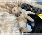 Small Photo #7 Aussiedoodle-Goldendoodle Mix Puppy For Sale in ETOWAH, TN, USA