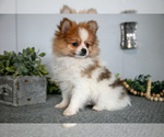 Puppy Alec Pomeranian