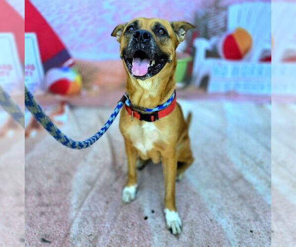 Medium Photo #1 Boxer-Unknown Mix Puppy For Sale in Long Beach, CA, USA