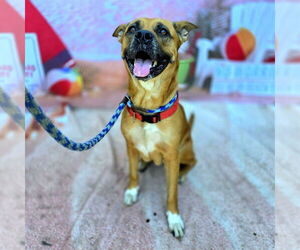 Boxer-Unknown Mix Dogs for adoption in Long Beach, CA, USA