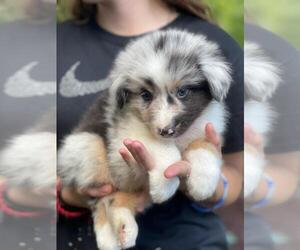 Australian Shepherd Puppy for sale in INDIANAPOLIS, IN, USA
