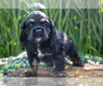 Small Photo #13 Cocker Spaniel Puppy For Sale in BALTIC, OH, USA