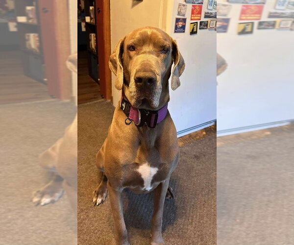 Medium Photo #2 Great Dane Puppy For Sale in Bullard, TX, USA