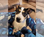 Small #5 Labrador Retriever Mix