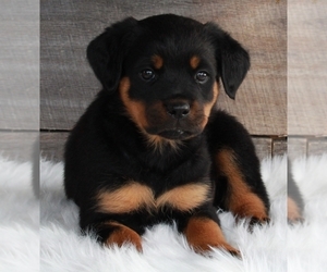 Rottweiler Puppy for sale in FREDERICKSBURG, OH, USA