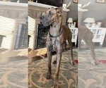 Small Photo #1 Great Dane Puppy For Sale in LOUISVILLE, OH, USA