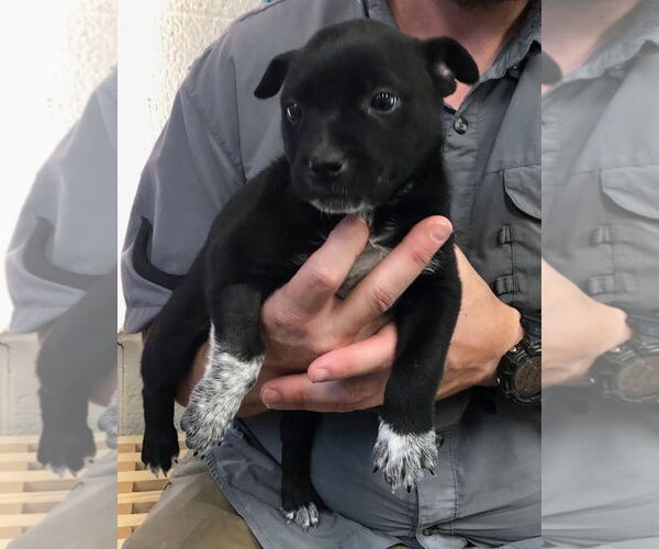 Medium Photo #3 Labrador Retriever-Unknown Mix Puppy For Sale in Amarillo, TX, USA