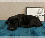 Puppy Puppy 1 Cane Corso