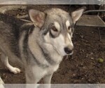 Small Photo #1 Wolf Hybrid Puppy For Sale in BECKLEY, WV, USA