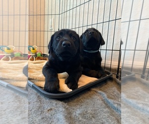 Labrador Retriever Puppy for sale in OCALA, FL, USA