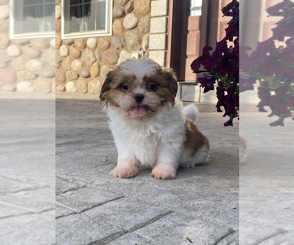 Medium Photo #1 Shih Tzu Puppy For Sale in CANOGA, NY, USA