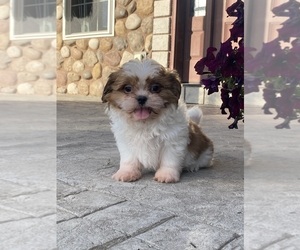 Shih Tzu Puppy for sale in CANOGA, NY, USA