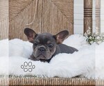 Small #3 French Bulldog