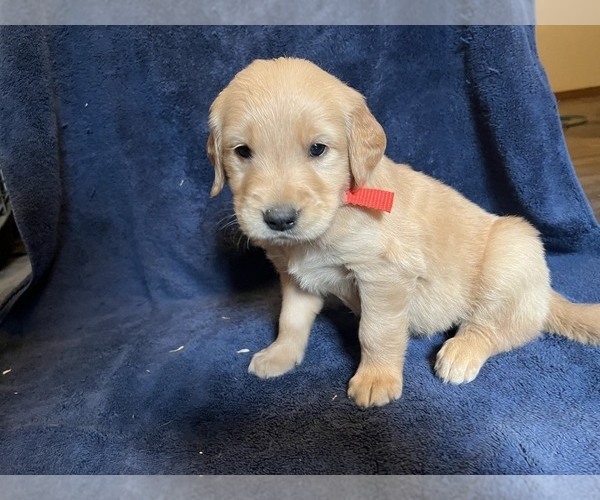 Medium Photo #1 Golden Retriever Puppy For Sale in BARNHART, MO, USA