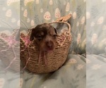 Small Photo #2 Dachshund Puppy For Sale in DENHAM SPRINGS, LA, USA