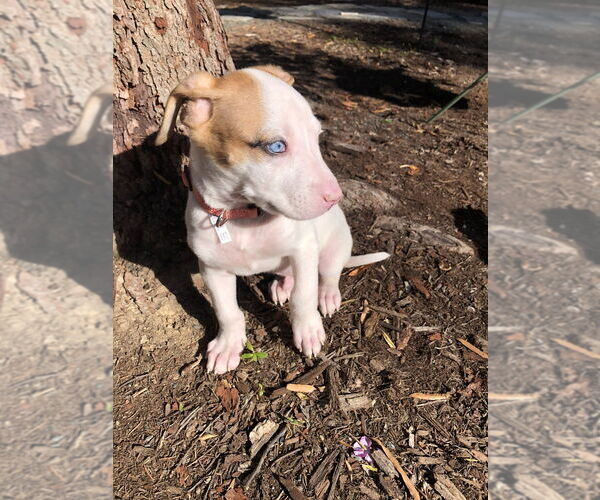 Medium Photo #1 American Staffordshire Terrier-Siberian Husky Mix Puppy For Sale in Raleigh, NC, USA