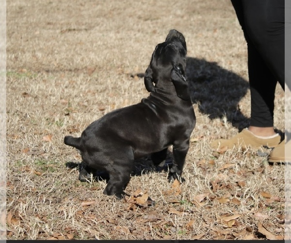 Medium Photo #3 Boerboel Puppy For Sale in NORFOLK, VA, USA