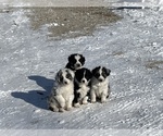 Small Photo #1 Australian Shepherd Puppy For Sale in FONDA, IA, USA