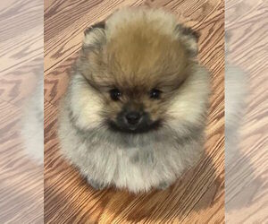 Pomeranian Puppy for sale in RESEDA, CA, USA