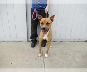 Bullboxer Pit Dogs for adoption in Louisville, KY, USA