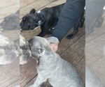 Small Photo #5 French Bulldog Puppy For Sale in EL CERRITO, CA, USA