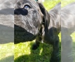 Small Photo #19 Mastiff Puppy For Sale in FULTON, NY, USA