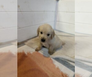 Medium Golden Retriever