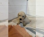 Puppy Puppy 5 Green Golden Retriever