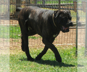 Father of the Cane Corso puppies born on 07/05/2023