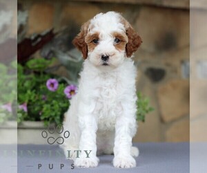 Goldendoodle (Miniature) Puppy for sale in EAST EARL, PA, USA