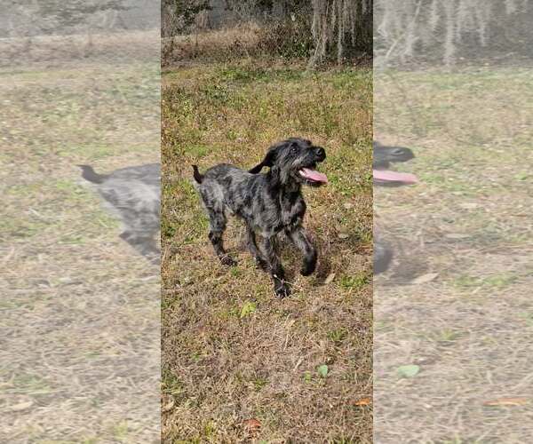 Medium Photo #2 Mutt Puppy For Sale in Oviedo, FL, USA