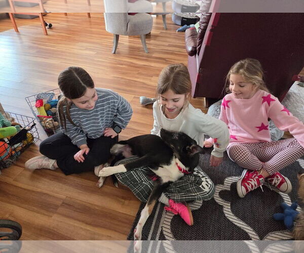 Medium Photo #6 Borador Puppy For Sale in Oakhurst, NJ, USA