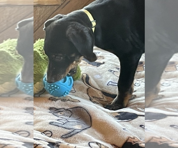 Medium Photo #4 Doberman Pinscher Puppy For Sale in PEYTON, CO, USA
